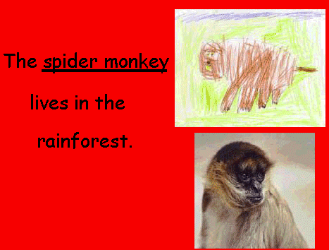 Rainforest monkey slide
